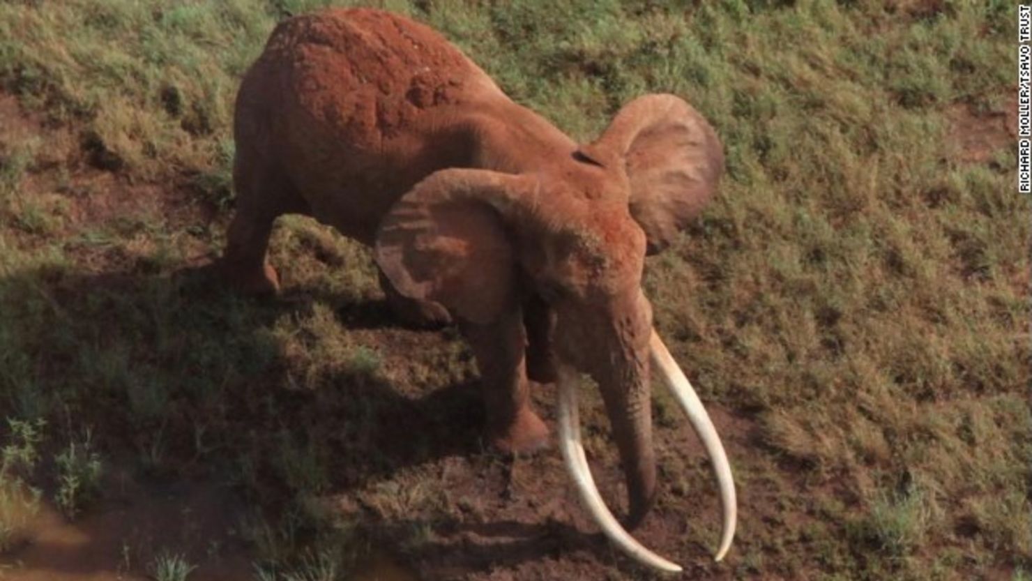 CNNE 158359 - 140615030033-satao-kenyan-elephant-story-top
