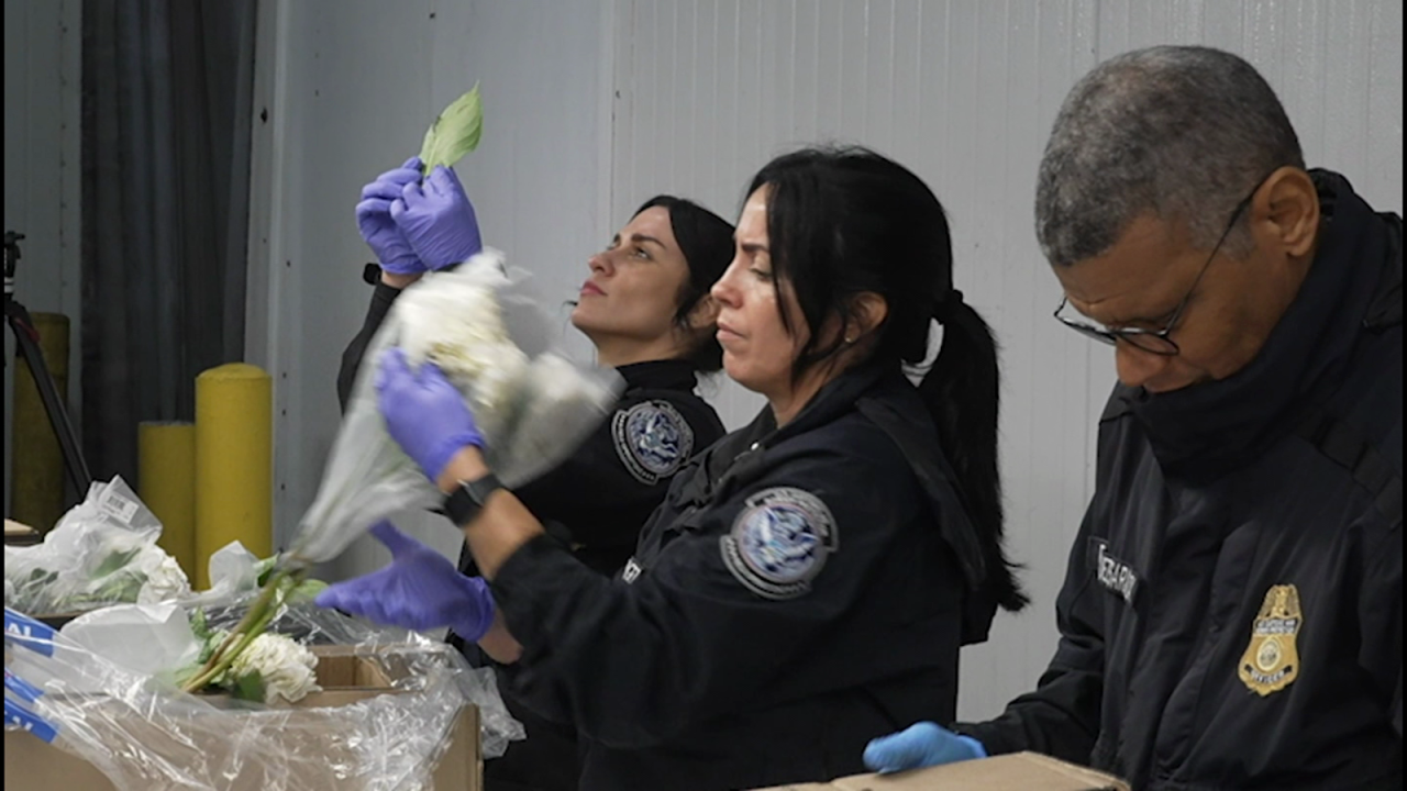 CNNE 1592784 - libres de plaga- asi se trabaja con las flores de san valentin