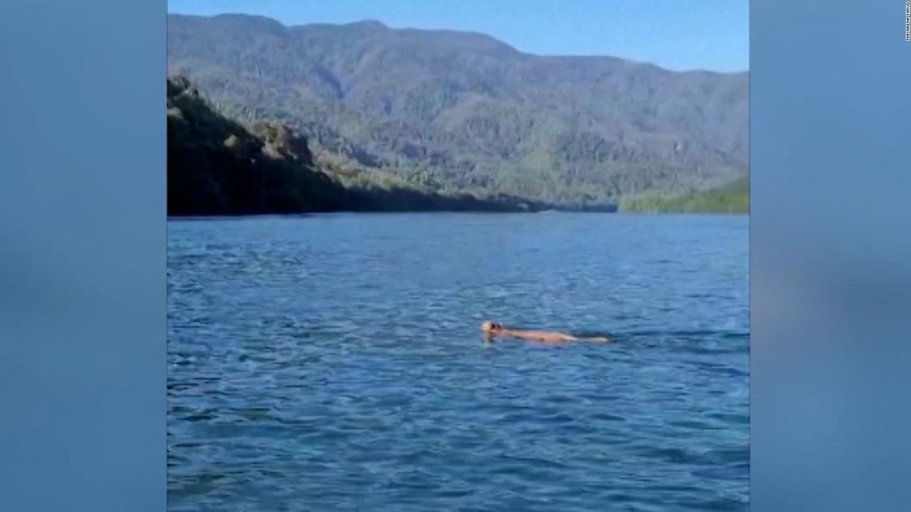 CNNE 1593167 - turistas captan a un puma nadando en un lago en chile