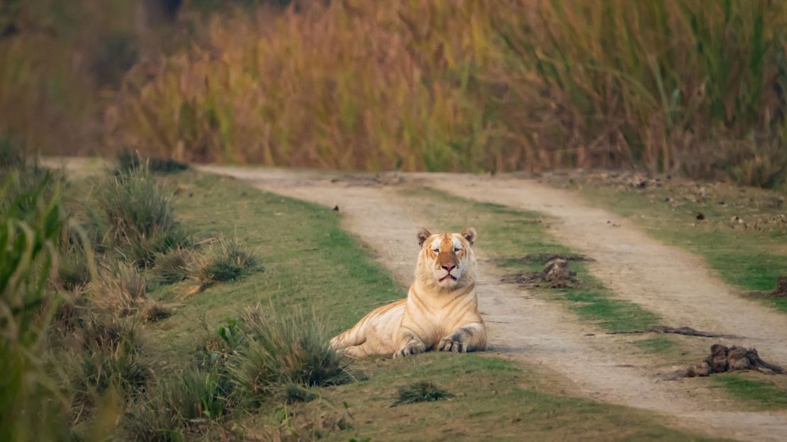 El gran felino es uno de los cuatro tigres "dorados" de Kaziranga, según las redes sociales oficiales del parque. Crédito: Gaurav Ramnarayanan