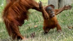 A baby Orang-utan of Sumatra plays with its mother in its enclosure at Pairi Daiza animal park in Brugelette, western Belgium, on August 15, 2019. (Photo by Philippe HUGUEN / AFP)