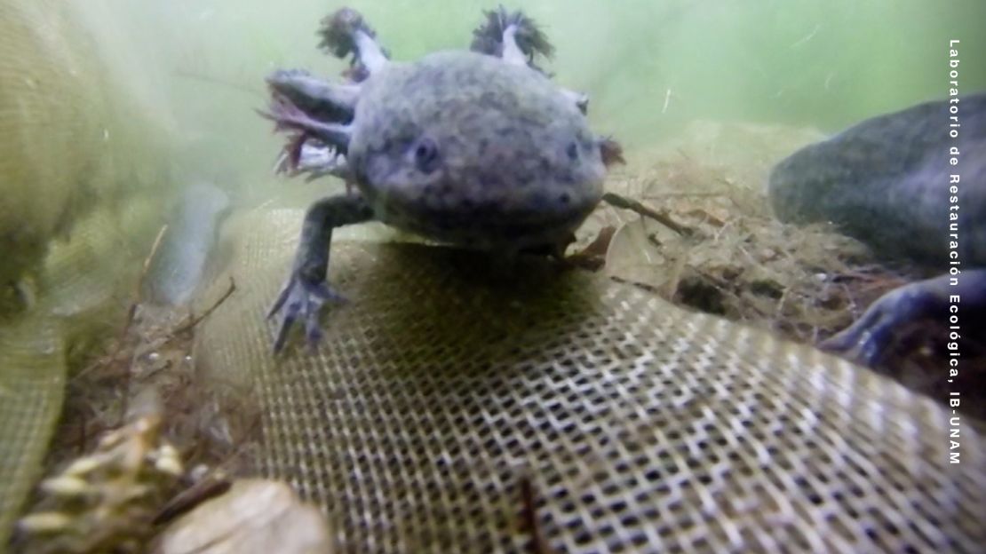 Los investigadores trabajan para garantizar que los ajolotes puedan habitar en reproducirse en las chinampas.