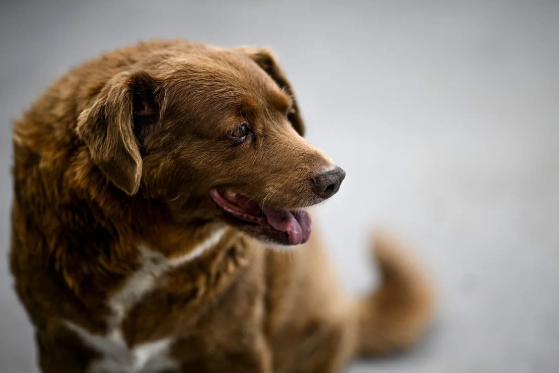 Bobi fotografiado en febrero de 2023. Patricia de Melo Moreira/AFP/Getty Images