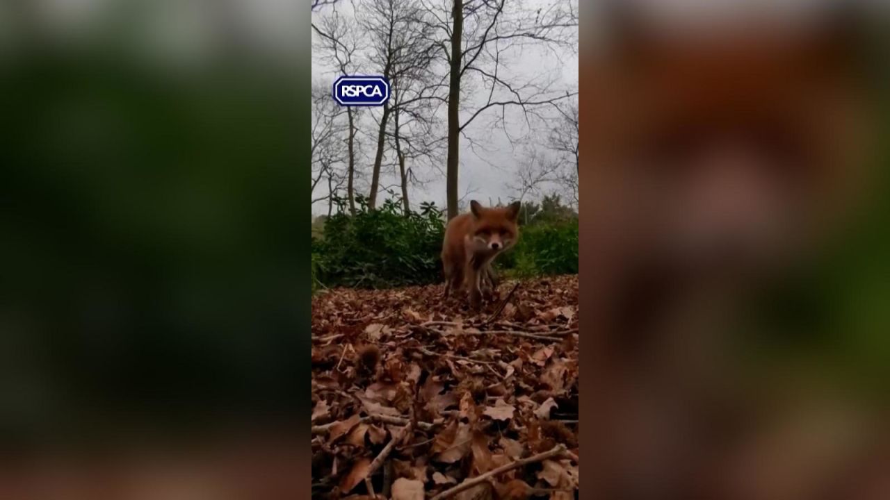 CNNE 1609685 - captan en video el momento en el que un zorro se roba el celular de un rescatista