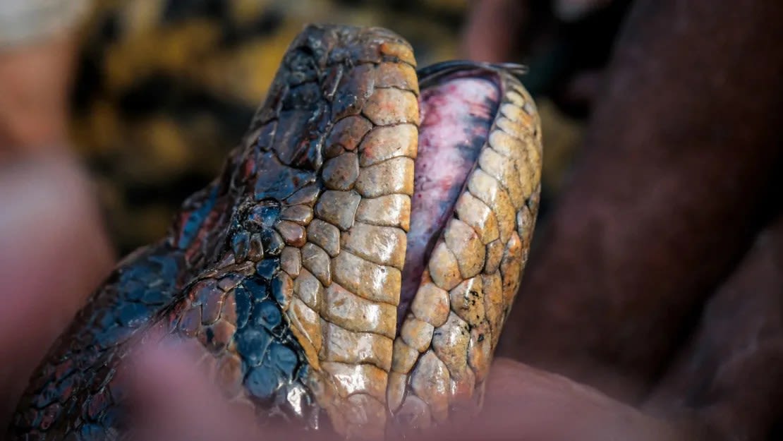 El descubrimiento se realizó durante el rodaje de una serie de National Geographic.