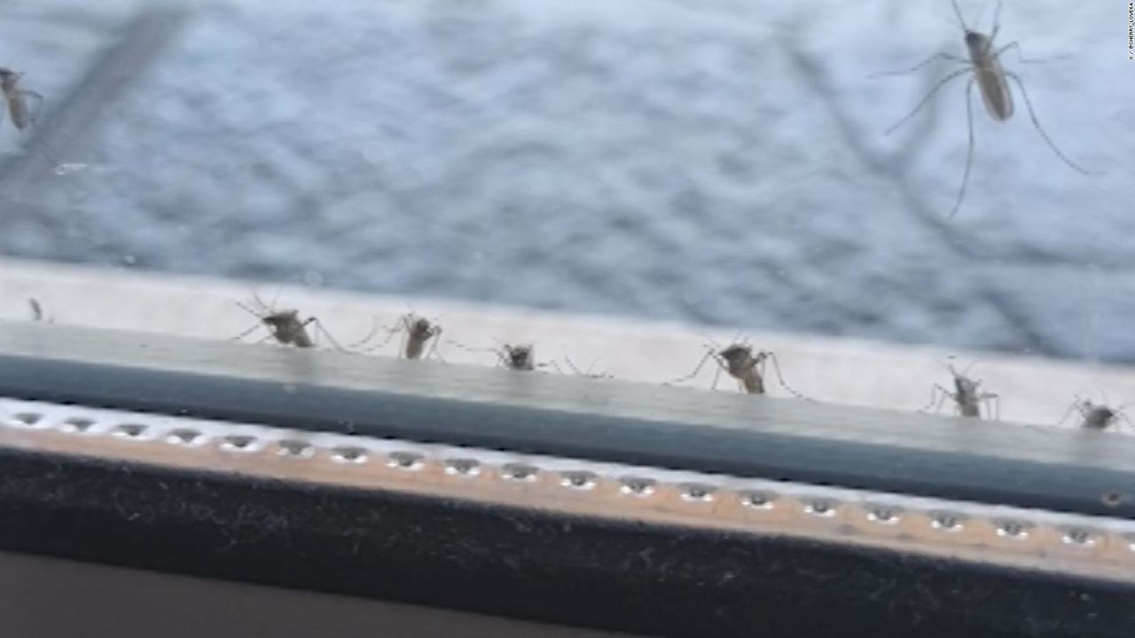 CNNE 1610749 - el "mosquito de las inundaciones" invade buenos aires