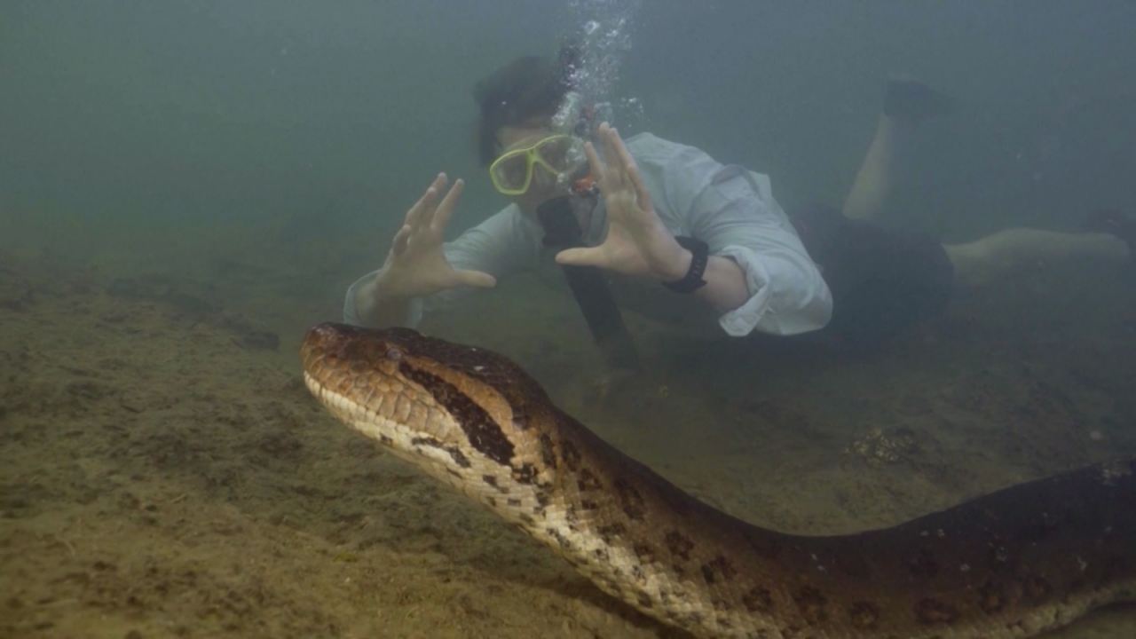 CNNE 1613940 - descubren la serpiente mas grande del mundo en la selva del amazonas