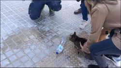 CNNE 1614010 - incendio en valencia rescatan vivo milagrosamente a un gato una semana despues