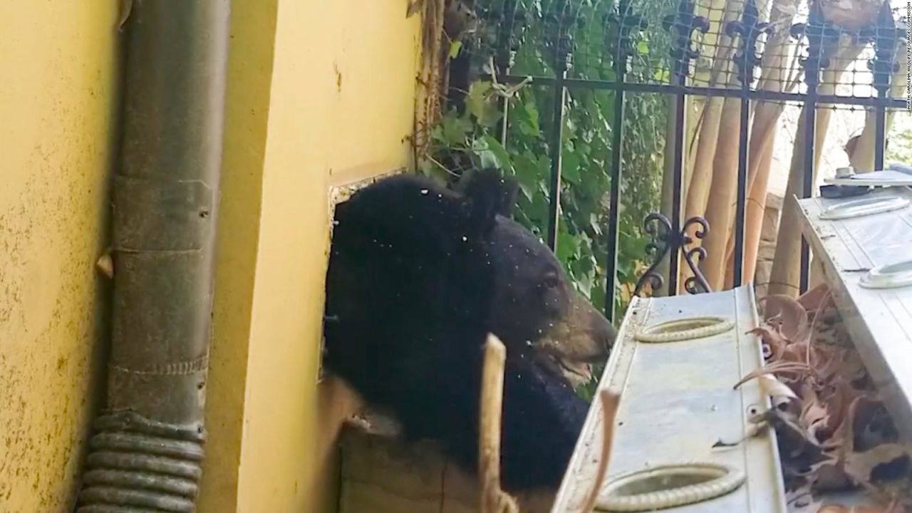 CNNE 1614440 - un oso ocupo una casa para hibernar y asi logro salir