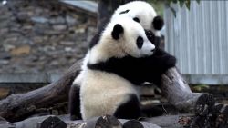 CNNE 1615606 - despiden a la primera panda nacida en corea del sur antes de viajar a china