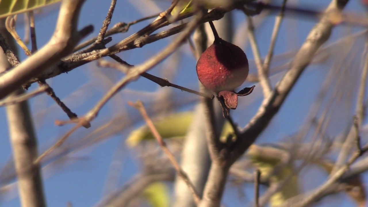 CNNE 1616521 - produccion de guayaba, en riesgo por sequias en mexico