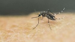 CNNE 1616979 - argentina sufre brote de dengue desde comienzo del ano