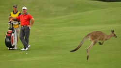 CNNE 1617481 - cientos de canguros interrumpieron un juego golf en australia