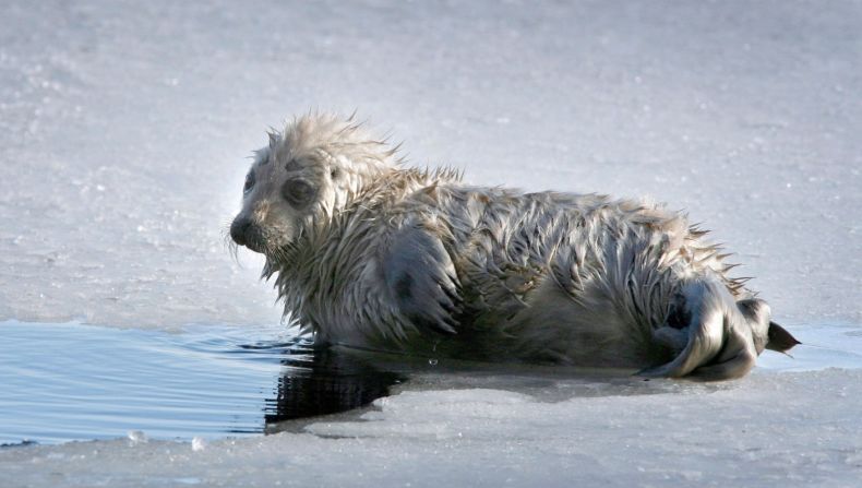 Finlandia es el sexto país más feliz del mundo y en su mayoría es debido a su vida silvestre. Muy pocos podrán observar ejemplares de foca anillada del Saimaa, de la cual quedan unos 300 (EPA/Landov).