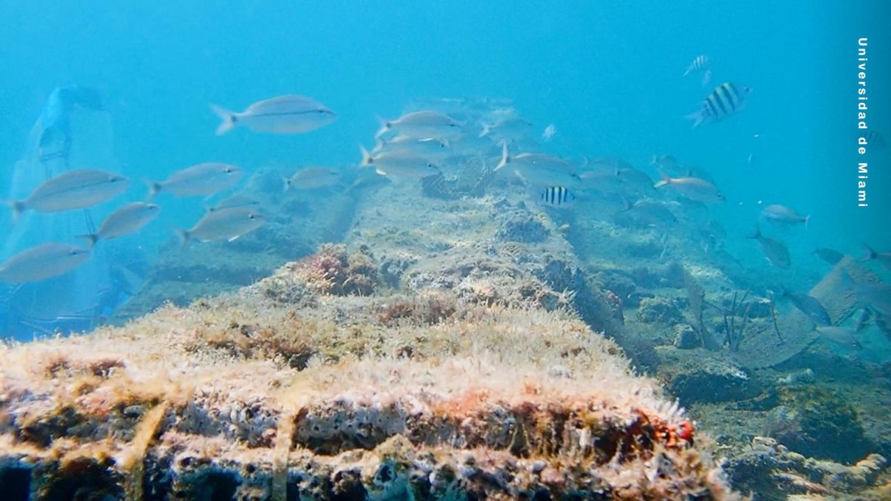 CNNE 1636194 - arrecifes de coral hibridos- una solucion para proteger las costas