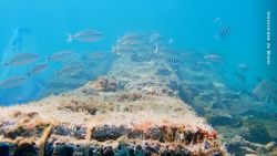 CNNE 1636194 - arrecifes de coral hibridos- una solucion para proteger las costas