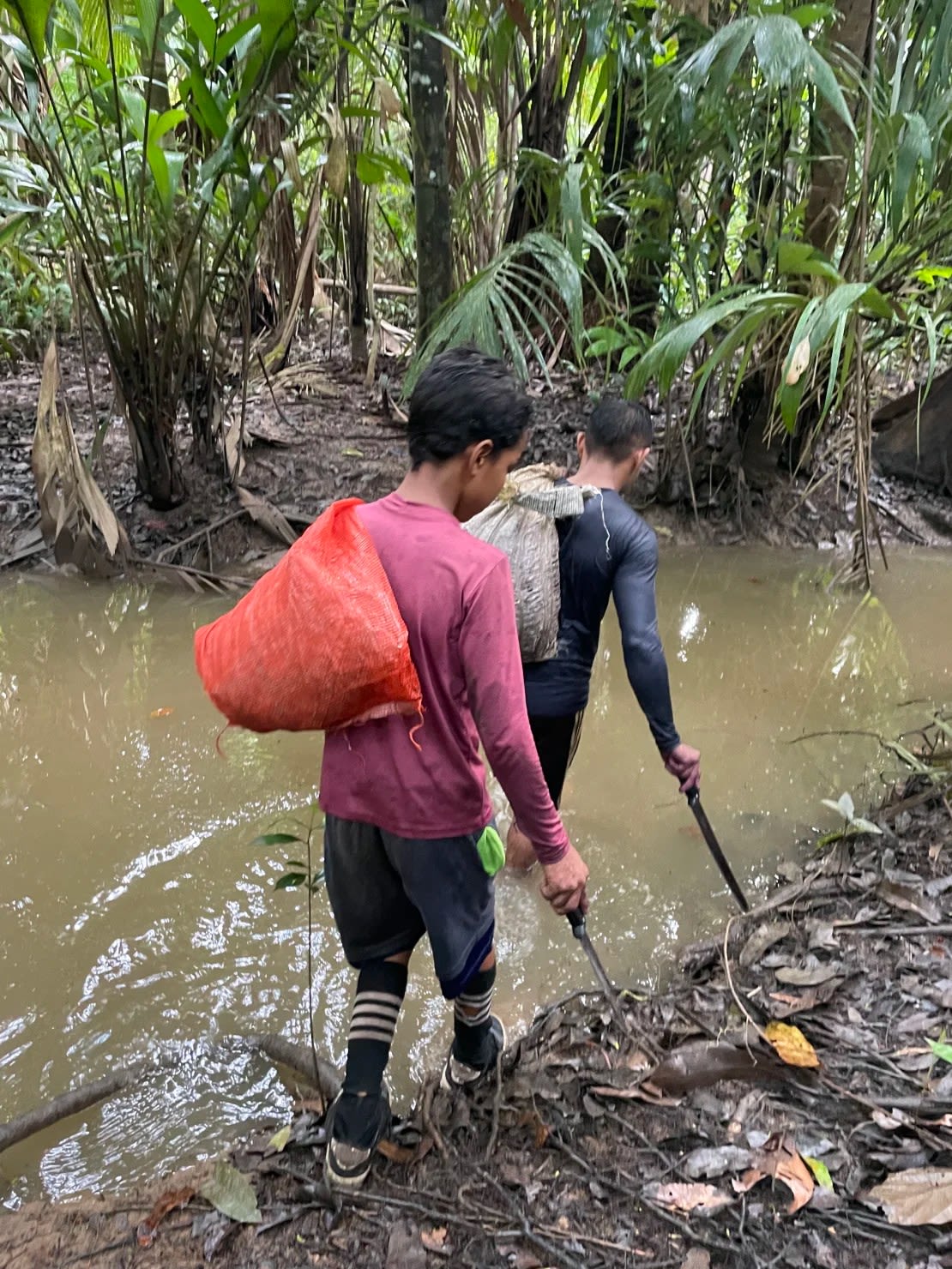 Los recolectores de asaí se exponen a los peligros de la selva tropical.