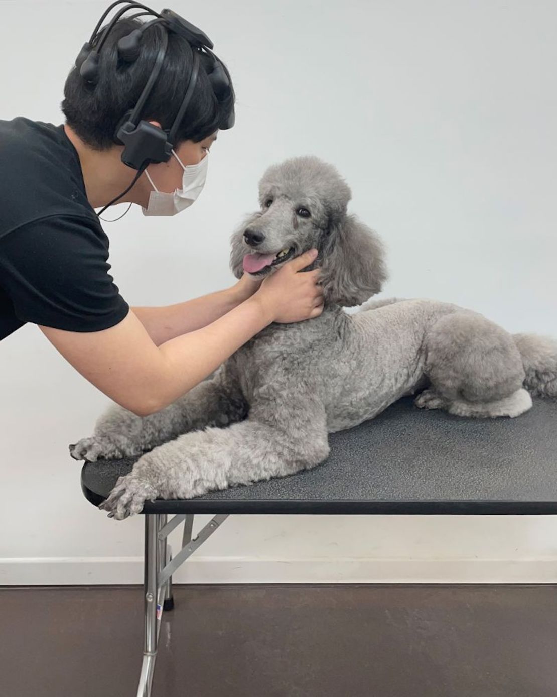 Un participante del estudio acaricia al caniche involucrado en la investigación.