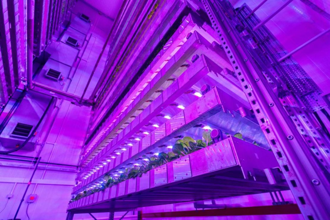 Las torres de crecimiento emplean hidroponía y luces LED para cultivar plantas en interiores. Crédito: Intelligent Growth Solutions