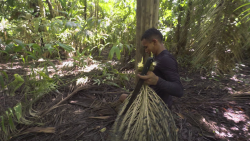 CNNE 1637627 - el lado oscuro de la recoleccion de asai en el amazonas