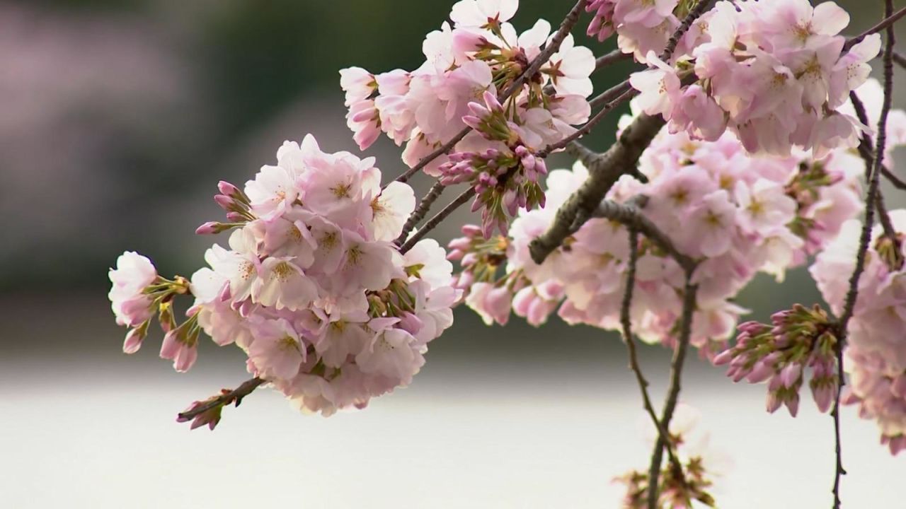 CNNE 1639341 - los cerezos en flor en washington anuncian la llegada de la primavera