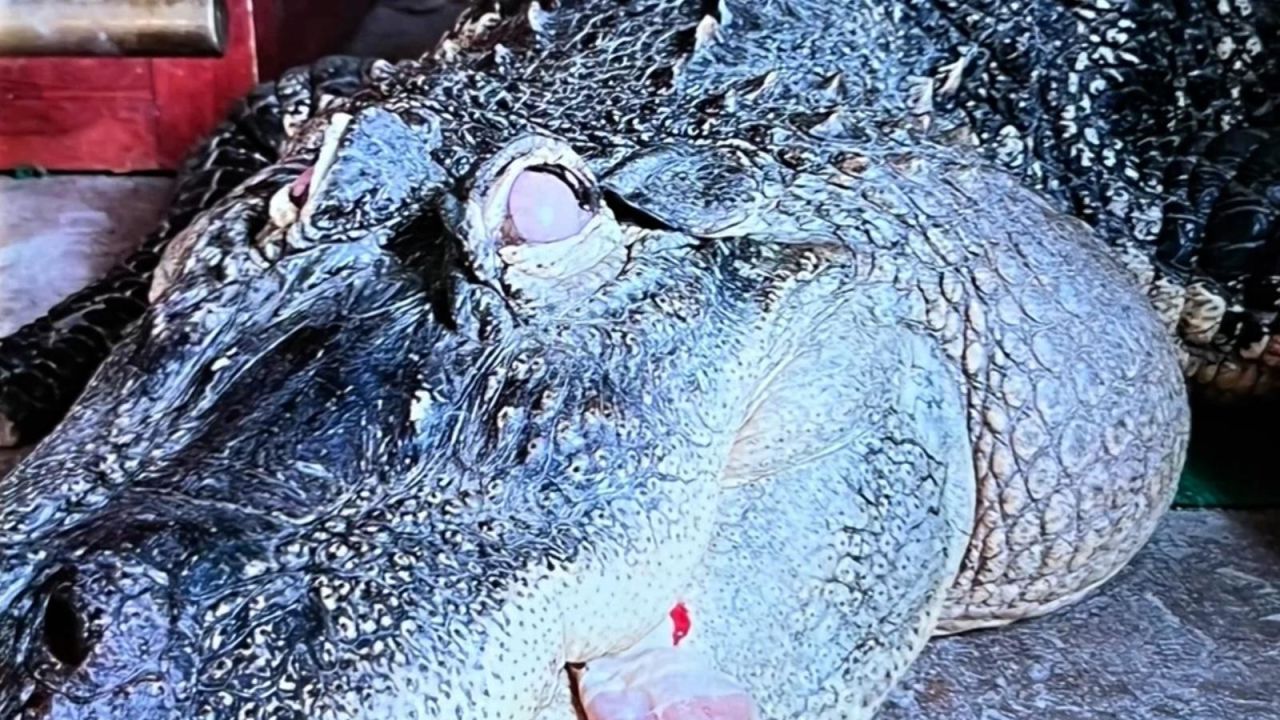 CNNE 1639401 - este es el momento en que sacan de una casa a un caiman de mas de 340 kilos