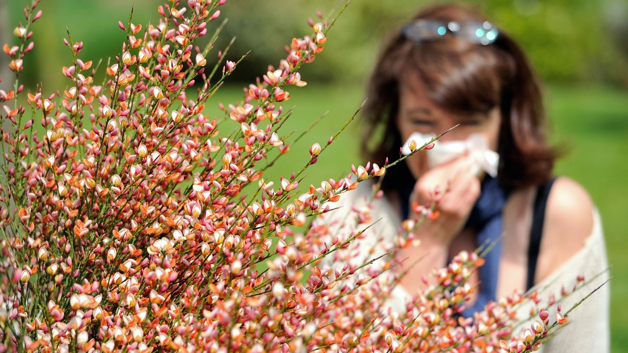 A woman blows her nose in Godewaersvelde, northern France on May 18, 2013, as the return of pleasant weather marks the arrival of allergenic pollen. AFP PHOTO / PHILIPPE HUGUEN (Photo by Philippe HUGUEN / AFP)