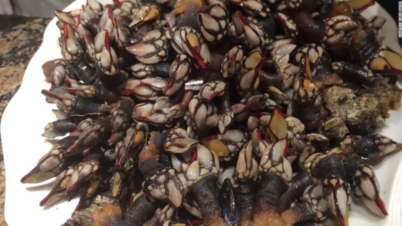 Súper mariscos. La rara delicadeza de los percebes (percebes de ganso) en Goiz Barci bien vale la búsqueda (Cortesía/Chris Dwyer).