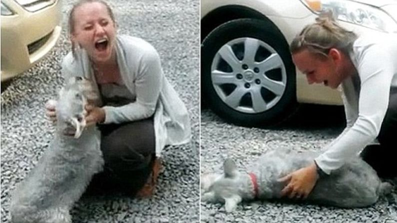 El desmayo de un perro al reencontrarse con su dueña.