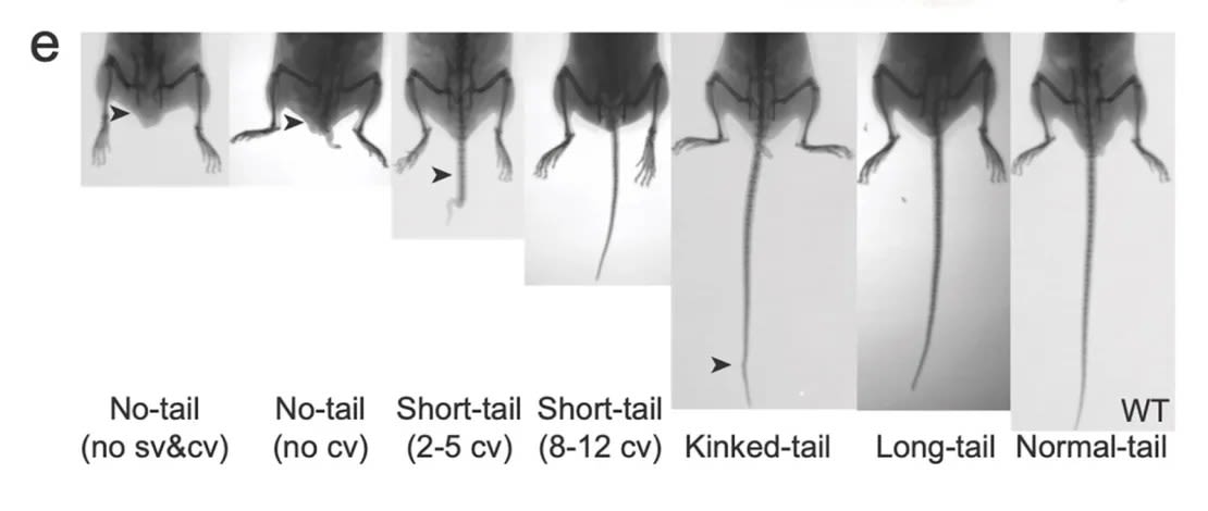 En el estudio, los ratones modificados genéticamente presentan colas de distintas longitudes: desde sin cola hasta colas largas.