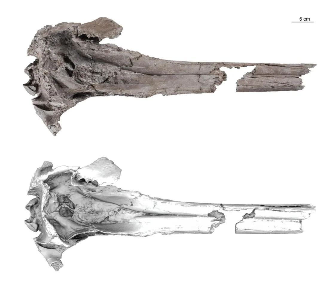 Ejemplar tipo (holotipo) de Pebanista yacuruna, incluyendo una fotografía del ejemplar y un modelo 3D de superficie en vista dorsal. Crédito: Aldo Benites Palomino.