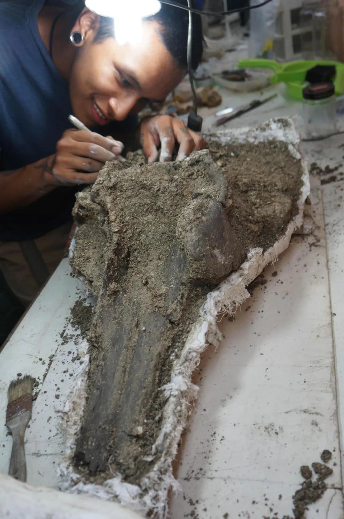 El paleontólogo Aldo Benites-Palomino prepara el cráneo holotipo de Pebanista yacuruna en el Museo de Historia Natural de Lima en 2018. Crédito: Rodolfo Salas Gismondi.