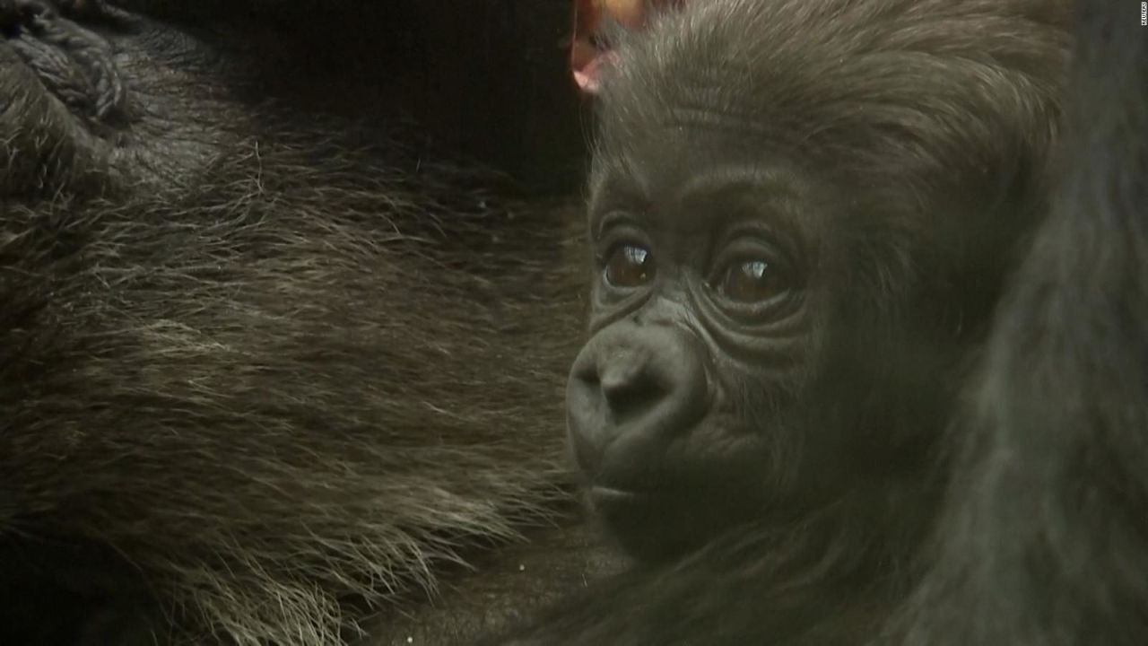 CNNE 1652791 - bebe gorila cautiva en el zoologico de londres