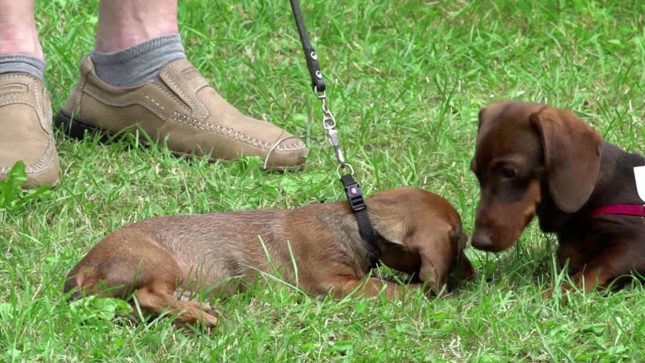 CNNE 1653489 - ¿prohiben al perro salchicha en alemania?