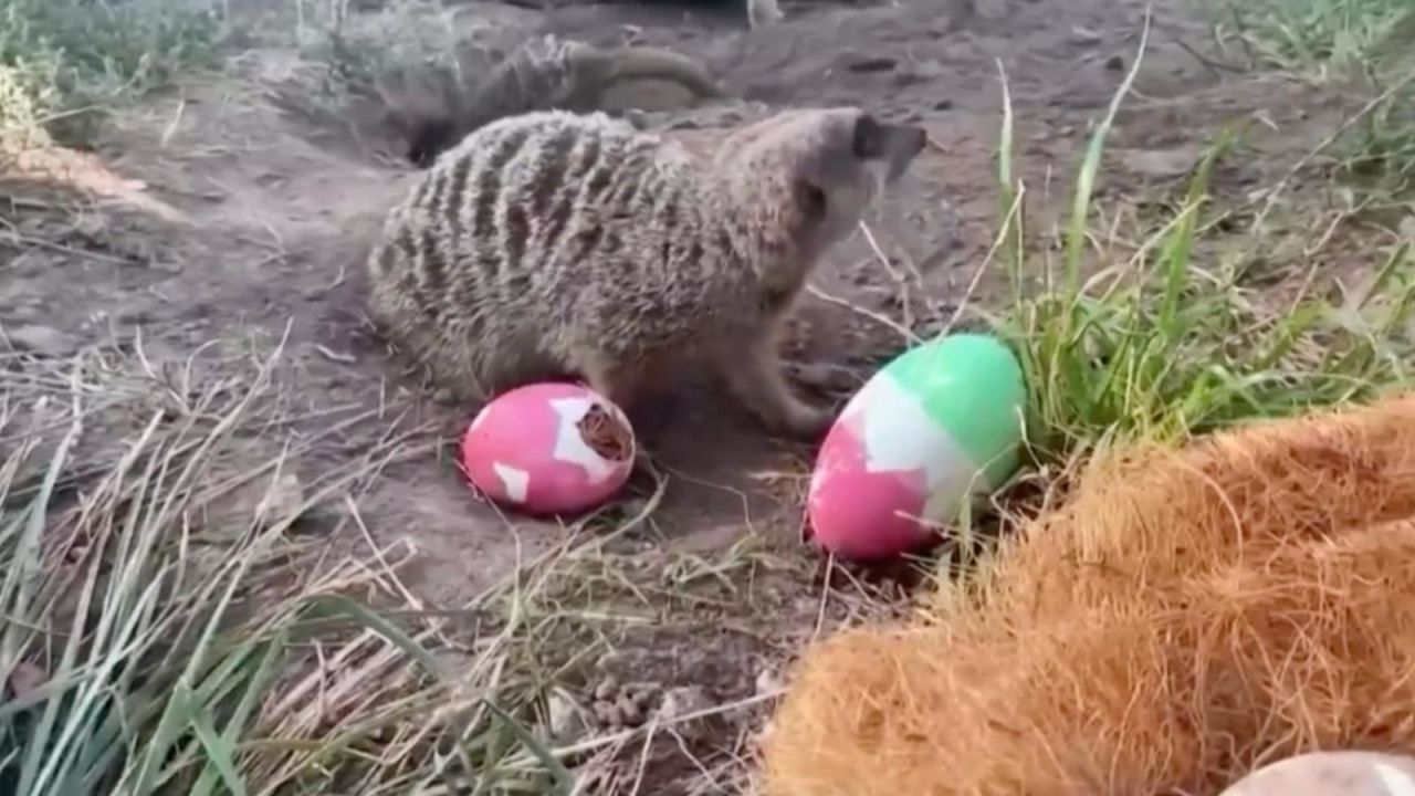 CNNE 1653795 - zoologico de chile les regalo huevos de pascuas a sus animales