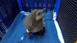 CNNE 1654328 - lanzan campana para adoptar huevos de pinguino en pascua