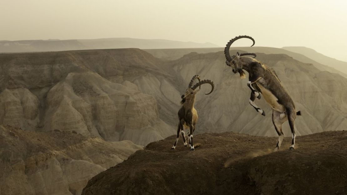 Amit Eshel ganó en la categoría de animales en su hábitat con esta imagen de un íbice nubio al borde de un acantilado en el desierto del Néguev, en Israel. Crédito: Amit Eshe, World Nature Photography Awards