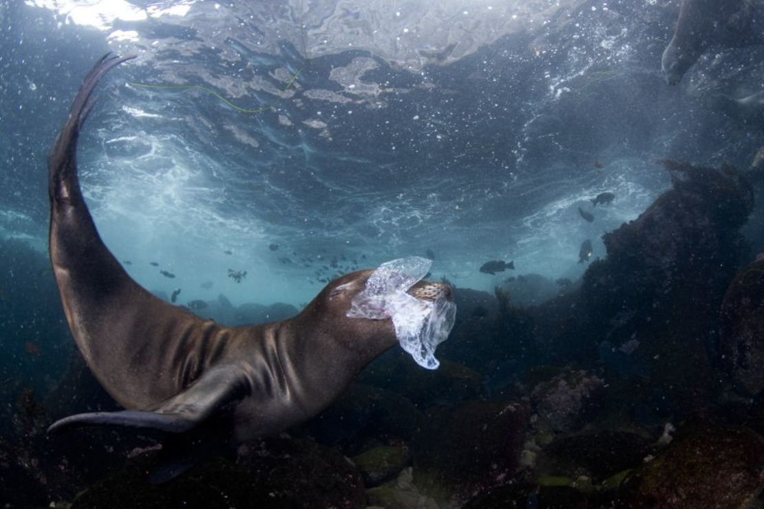 Celia Kujala ganó la categoría de fotoperiodismo de naturaleza con esta foto de una cría de león marino jugando con la basura frente a las Islas Coronado, Baja California, México.Crédito:Celia Kujala/World Nature Photography Awards