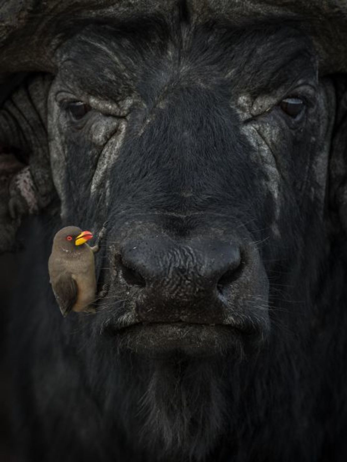 En su cuarta edición, los premios recibieron miles de candidaturas. Esta foto, de un pájaro carpintero de pico amarillo sentado sobre un búfalo de agua africano, se llevó el premio de plata en la categoría de comportamiento de las aves.Crédito: Lakshitha Karunarathhna/World Nature Photography Awards