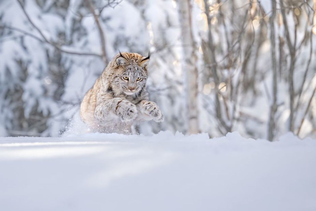 Thomas Vijayan captó a un lince canadiense abalanzándose sobre la nieve. Crédito:Thomas Vijayan/World Nature Photography Awards