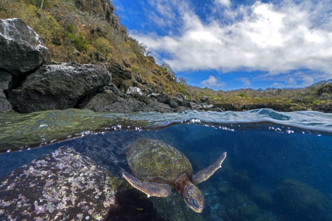 Esta foto de una tortuga buscando comida frente a San Cristóbal, una de las islas Galápagos de Ecuador, ganó el bronce en la categoría de animales en su hábitat. Crédito: Tom Shlesinger/World Nature Photography Awards