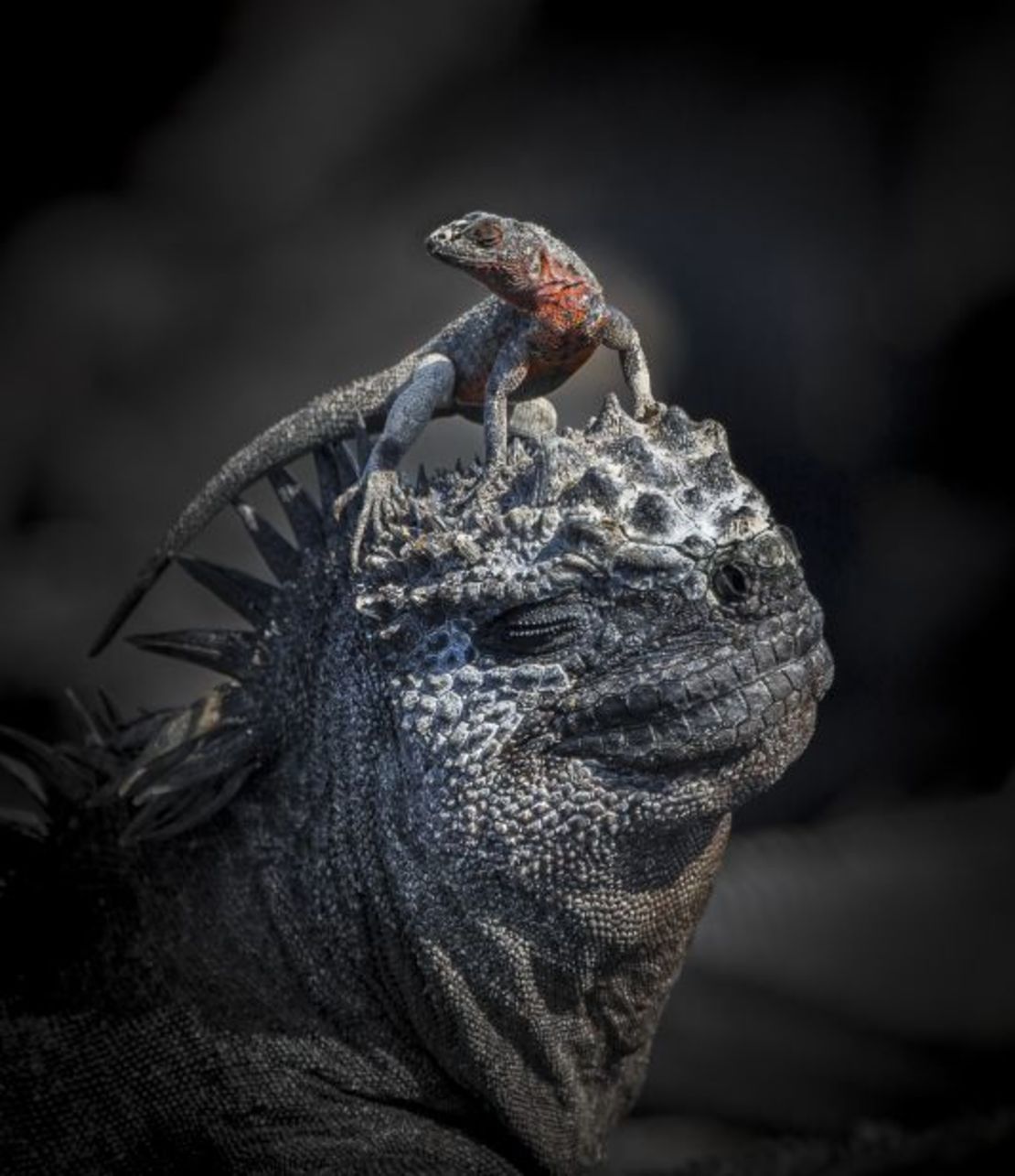 John Seager, del Reino Unido, se llevó el oro en la categoría de comportamiento de anfibios y reptiles con esta imagen, que muestra a un lagarto de lava sobre una iguana marina también fotografiado en las Islas Galápagos. Crédito: John Seager/World Nature Photography Awards