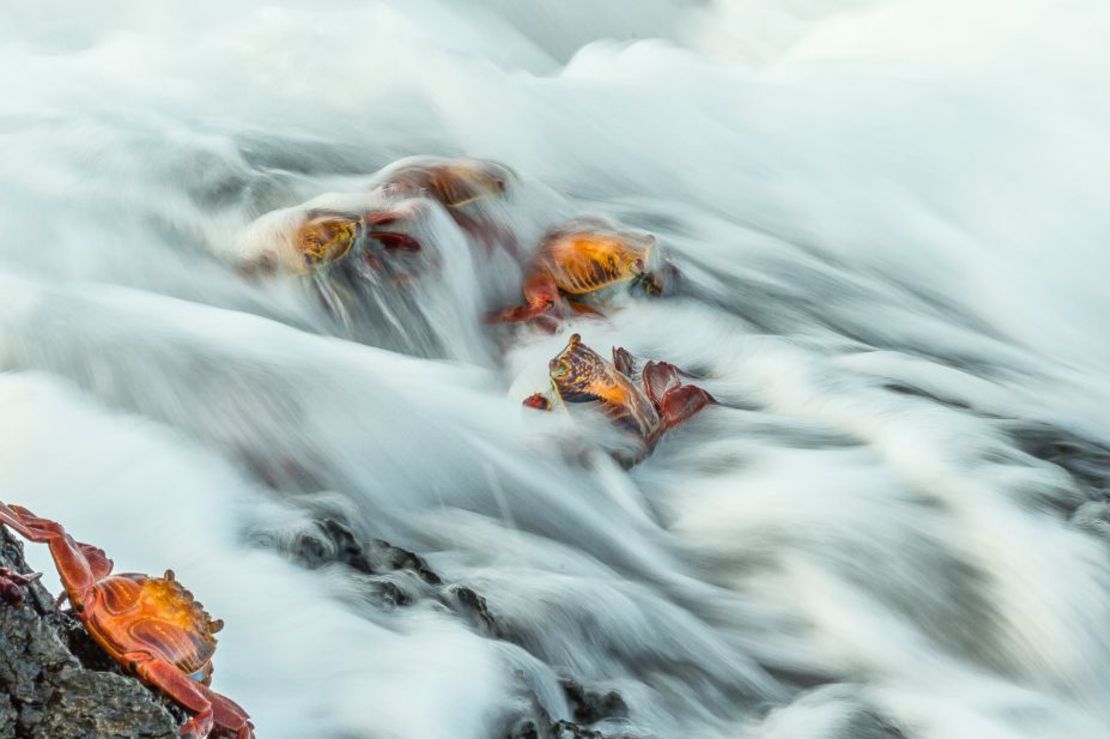 Otra imagen de las Islas Galápagos muestra cangrejos de pies ligeros. Ganó a Bill Klipp en la categoría de comportamiento de invertebrados.Crédito: Bill Klipp/World Nature Photography Awards