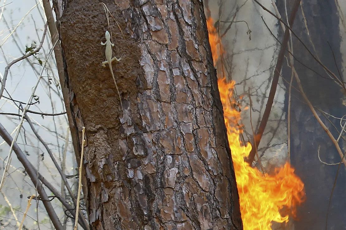 Un reptil trepa por un árbol en llamas en el municipio de Naguanagua, estado de Carabobo, Venezuela, el 27 de marzo.