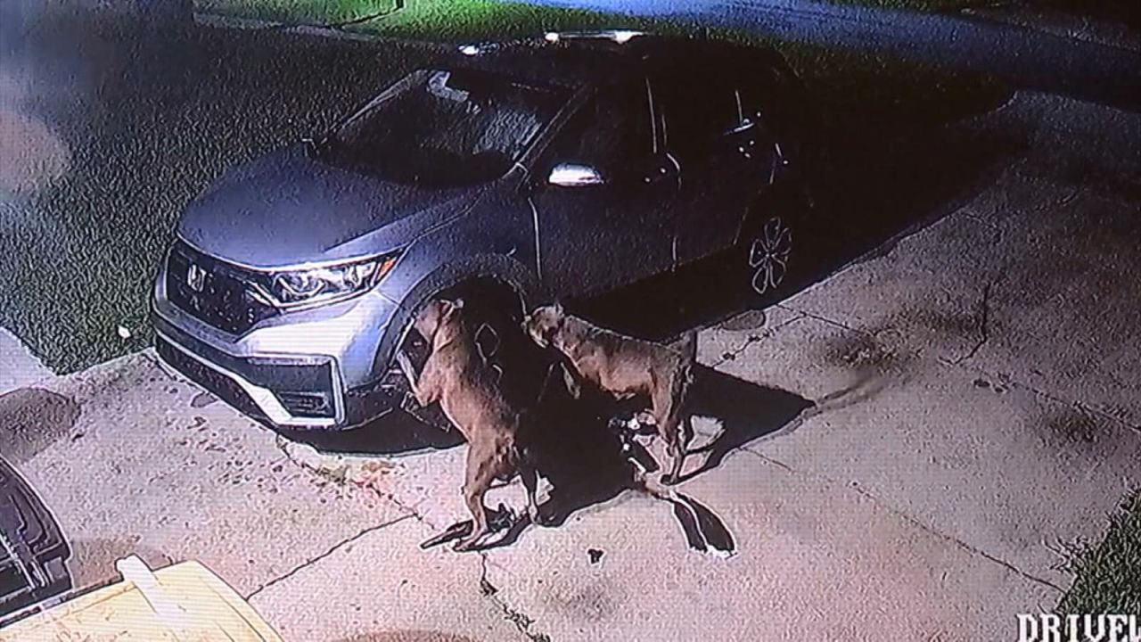 CNNE 1656861 - video muestra a unos perros destrozar un coche en florida