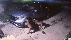 CNNE 1656861 - video muestra a unos perros destrozar un coche en florida