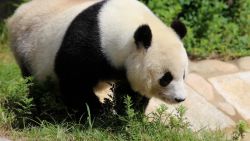 CNNE 1656911 - muere tan tan, la panda mas vieja de japon