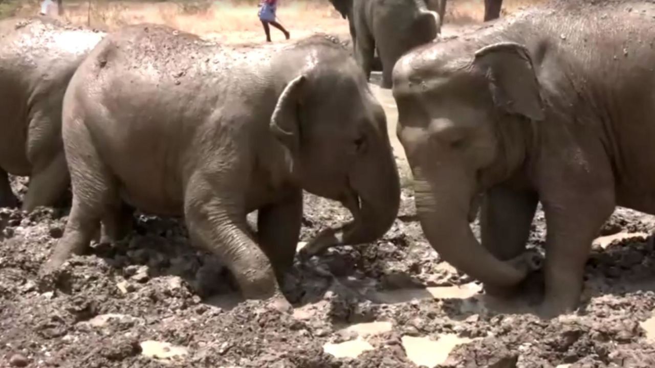 CNNE 1657412 - elefantes rescatados se dan un chapuzon en piscinas de barro