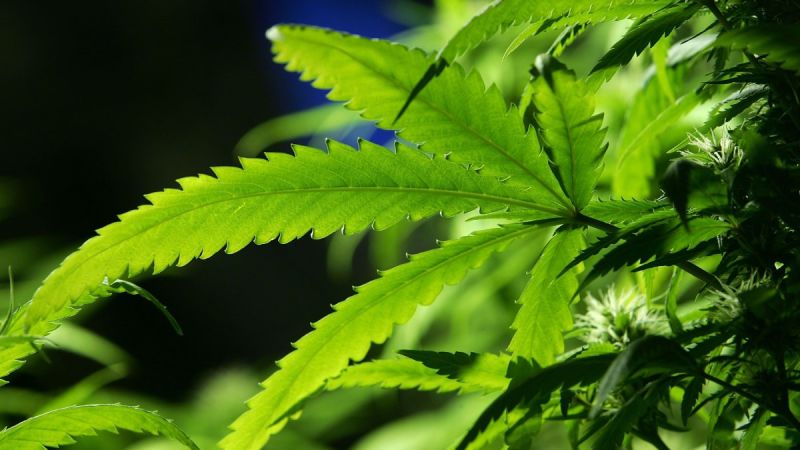 Puerto rico avala el uso de la marihuana medicinal | cnn