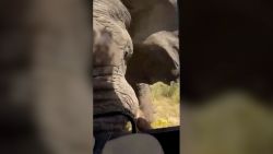 CNNE 1658169 - turista estadounidense muere tras ser embestida por un elefante en zambia